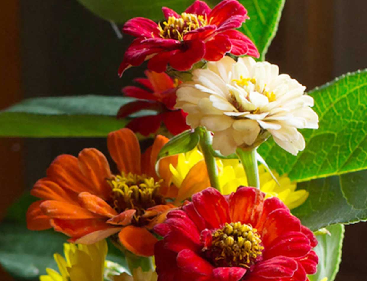 Freshly cut flowers from the garden