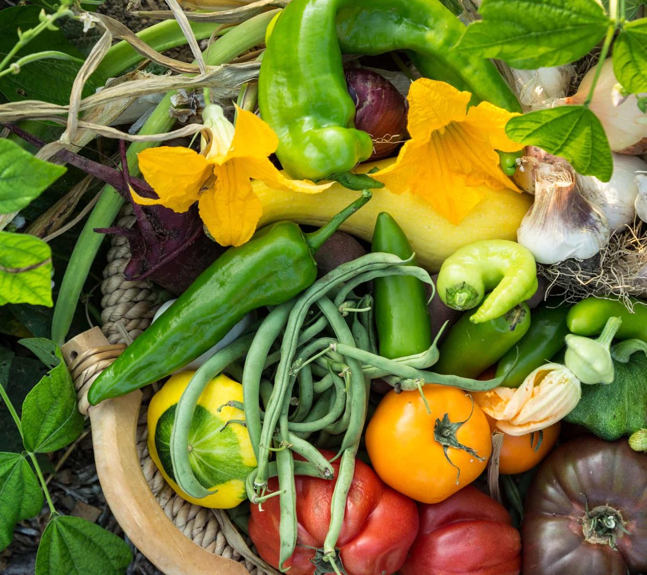 Close up of vegetables freshly picked from the garden