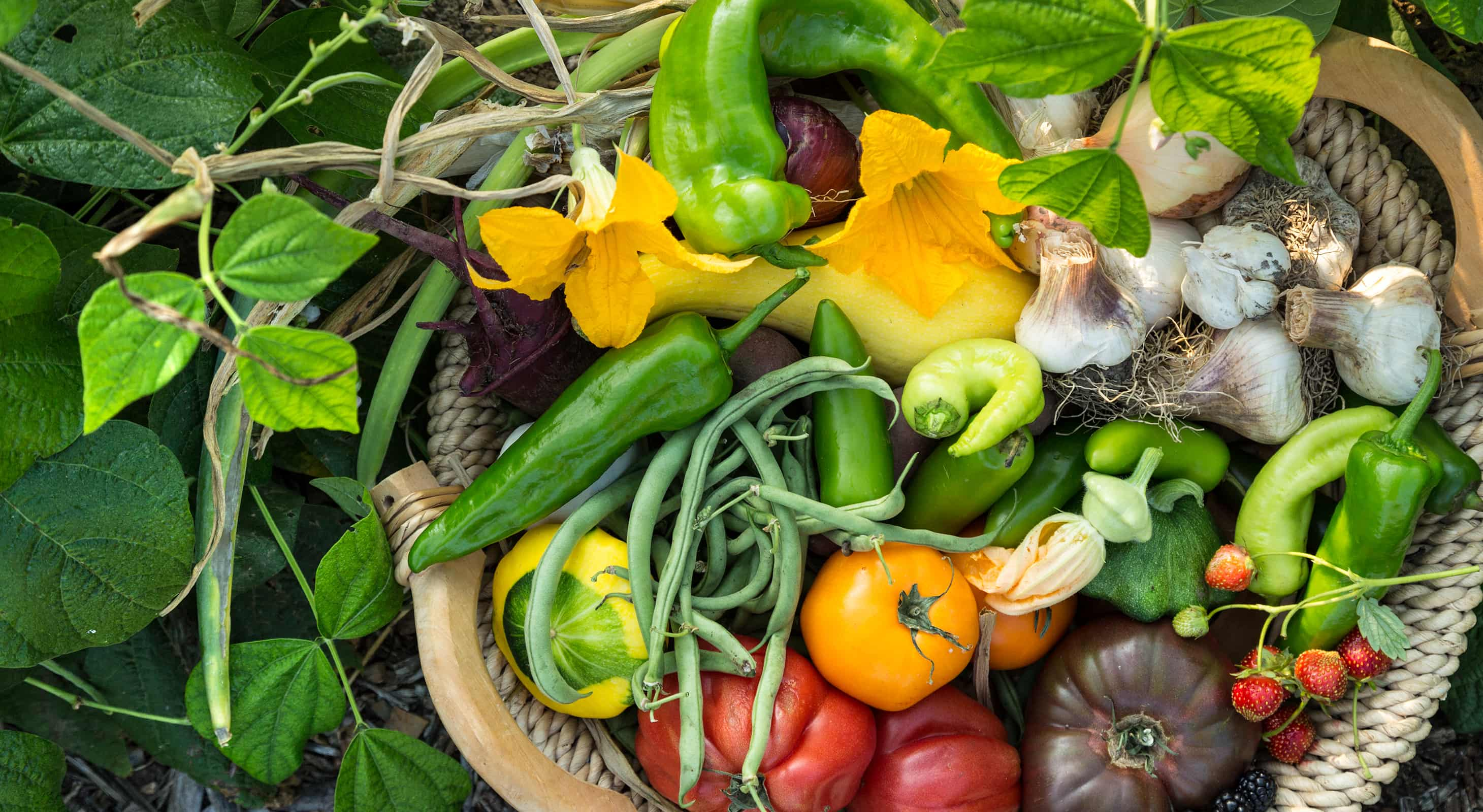 Close up of vegetables freshly picked from the garden