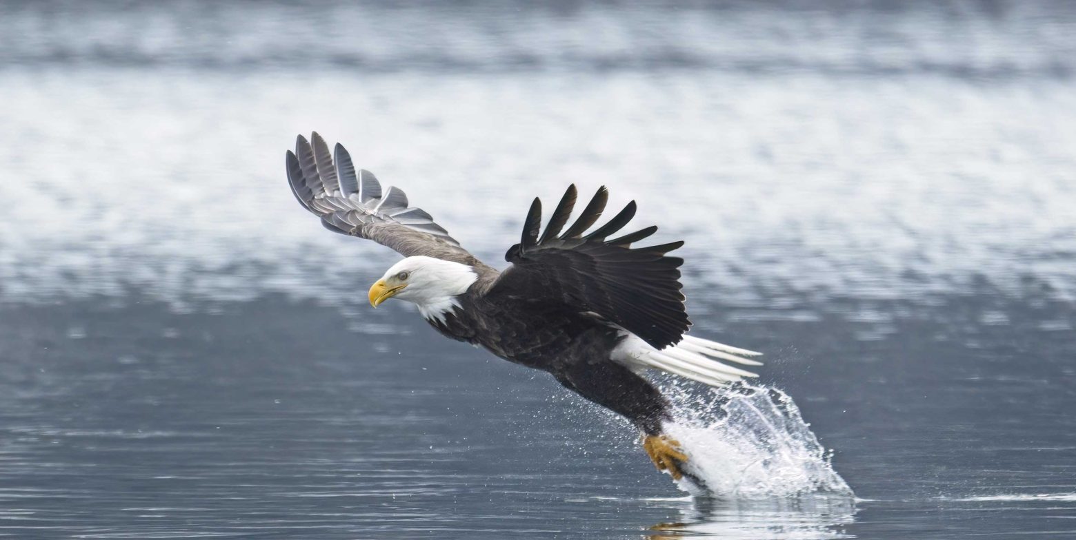 Bald eagle skimming water and catching fish