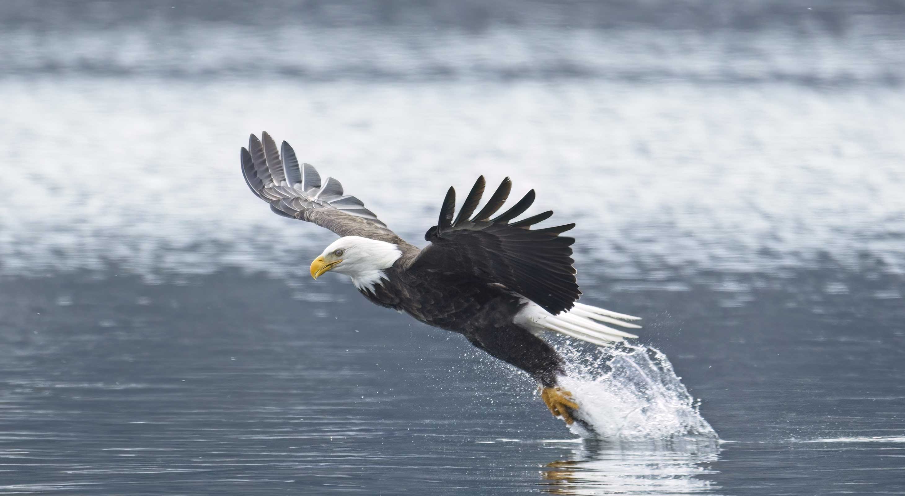 Bald eagle skimming water and catching fish