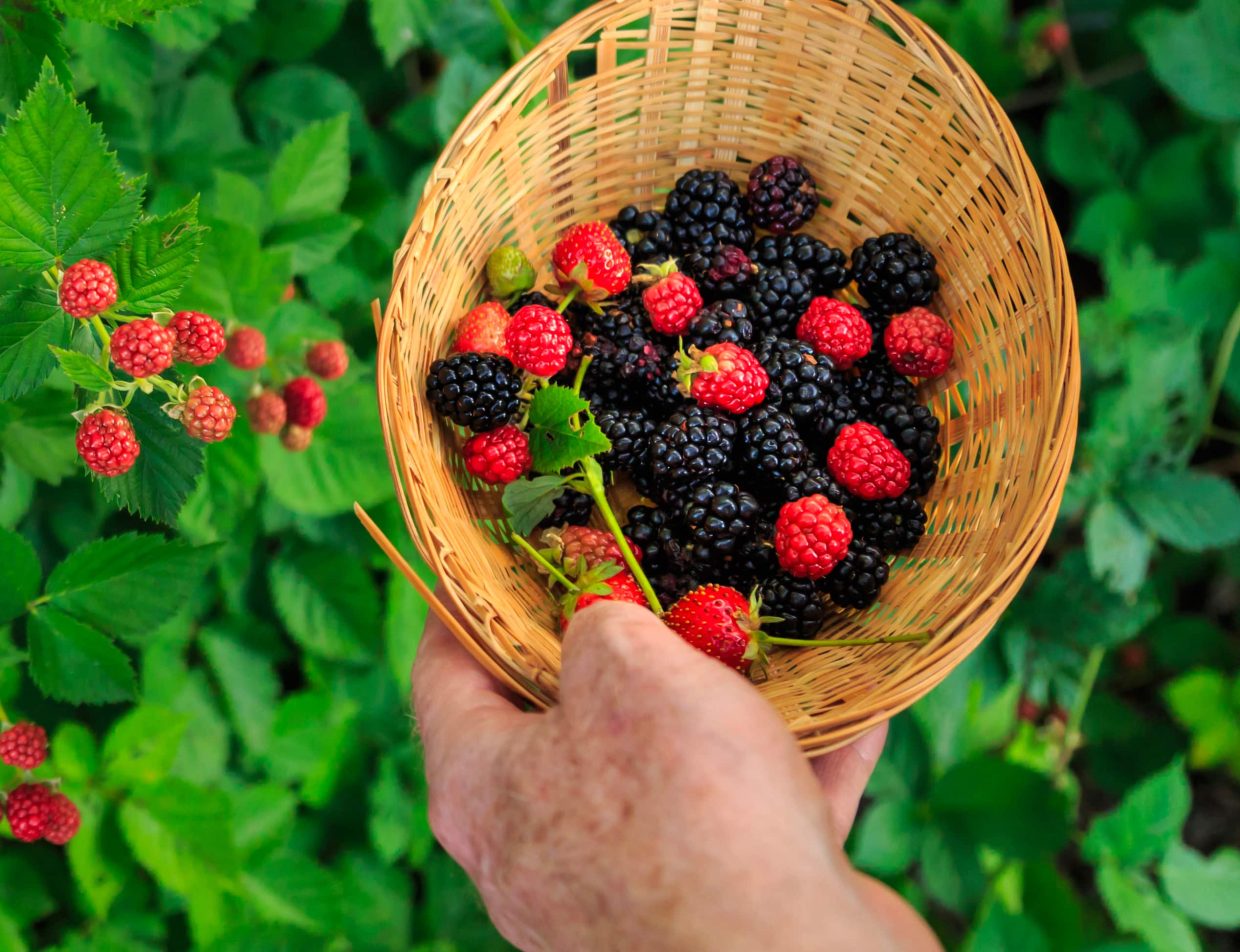 Berries being picked at Cedar Crest garden