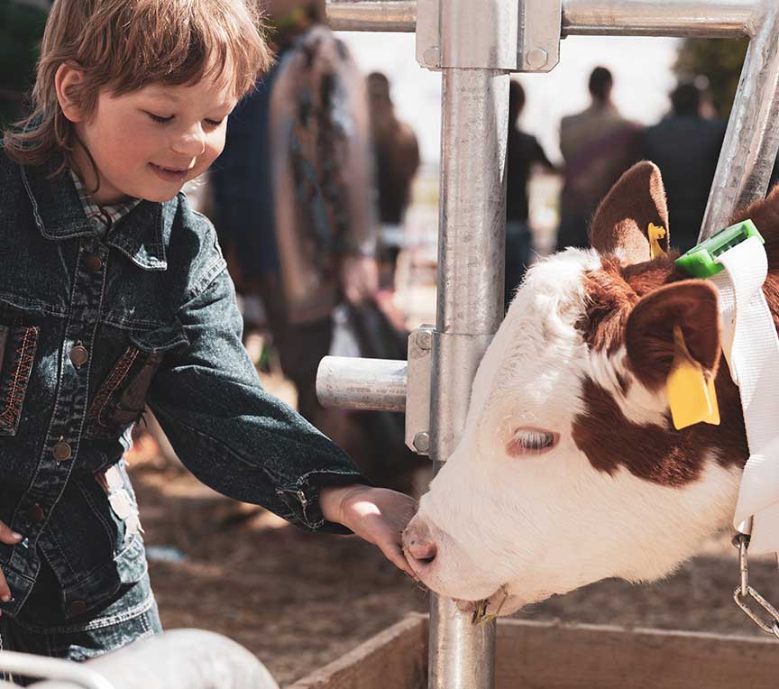 Child feeding cow at dairy farm