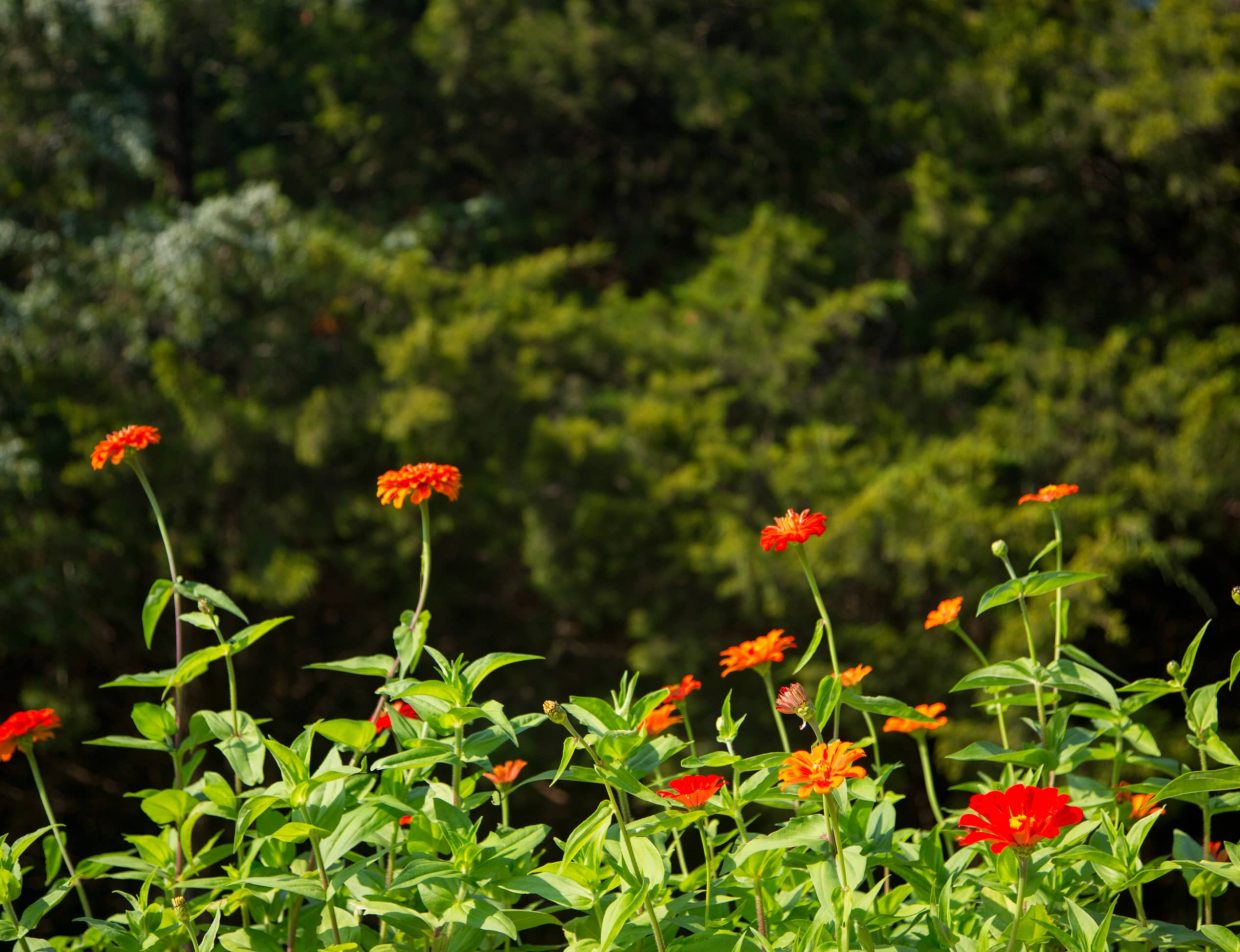 Red flowers in garden at Kansas bed and breakfast