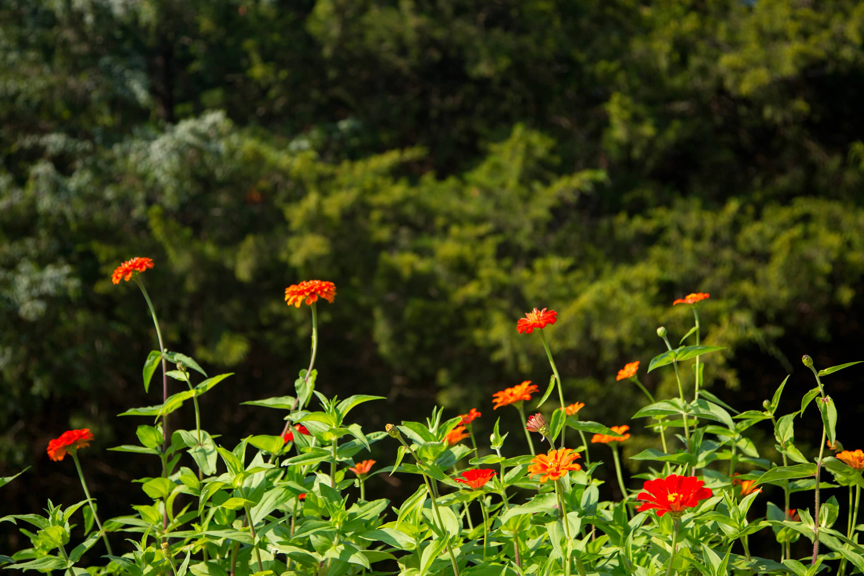 Red flowers in garden at Kansas bed and breakfast