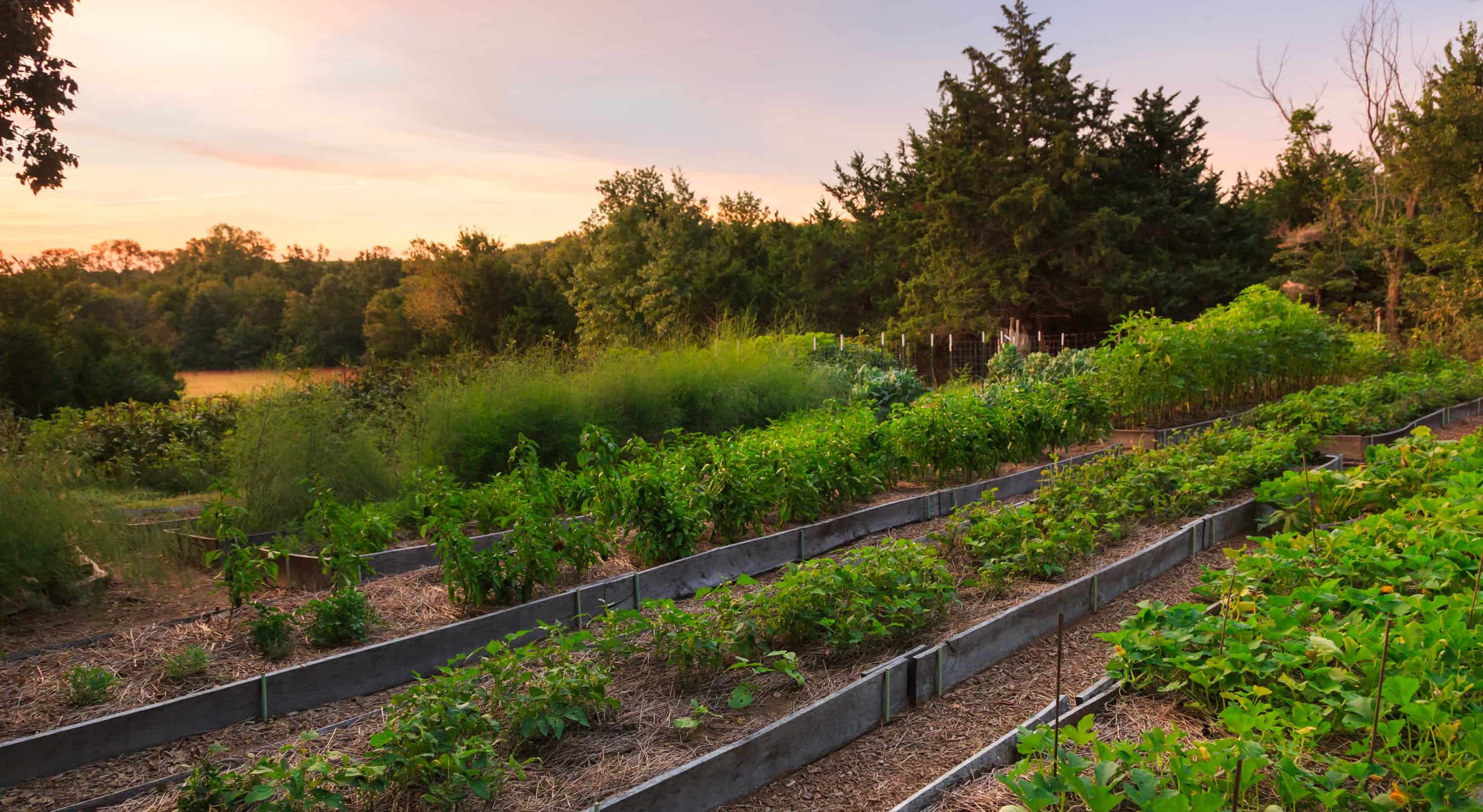 Cedar Crest garden