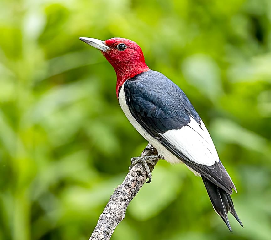 red headed woodpecker at Kansas nature preserve