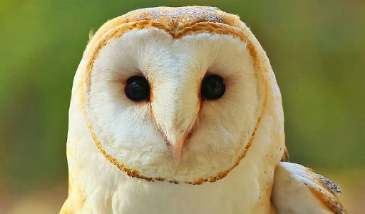 Things to Do in Kansas-National Wildlife Refuge Barn Owl