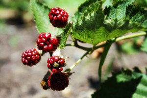 Garden-horz-4-blackberry-bush
