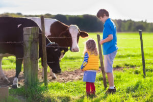 Happy kids feeding cows on a farm. Little girl and school age boy feed cow on a country field in summer. Farmer children play with animals. Child and animal friendship. Family fun in the countryside.
