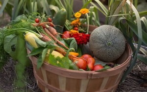 Produce fresh from the garden