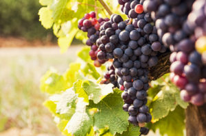 grapes on a vine in kansas