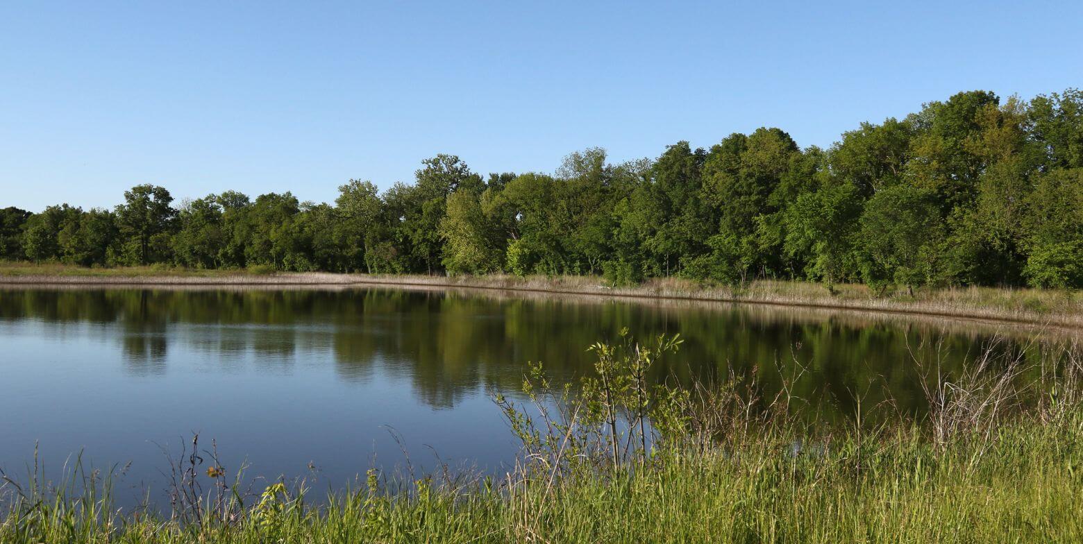 calm pond surrounded by tall grass and dense green trees under a clear blue sky